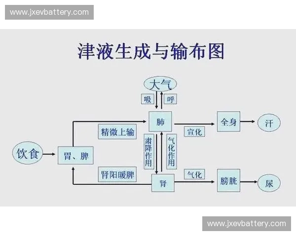 保持身体水分平衡的重要性及有效补水方法解析 保持身体水分平衡的重要性及有效补水方法解析